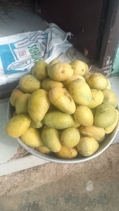 आम 