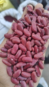 బీన్స్