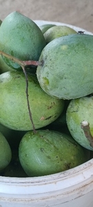 మామిడి