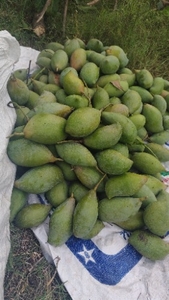 మామిడి