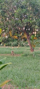 மாம்பழங்கள்