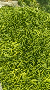 हरी मिर्च