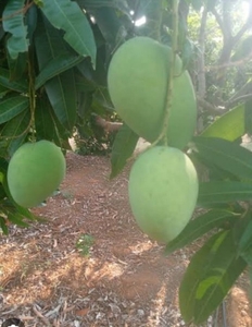 മാമ്പഴം