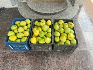 மாம்பழங்கள்