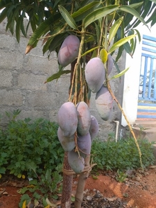 మియాజాకి మామిడి