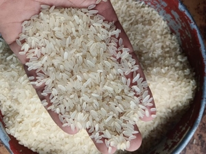 Rice