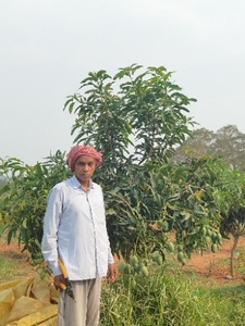 आम 