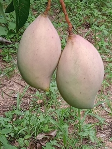 ಮಾವು