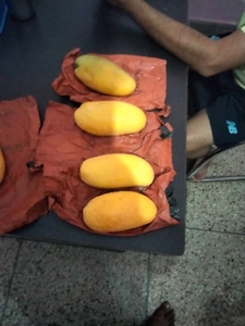 మామిడి