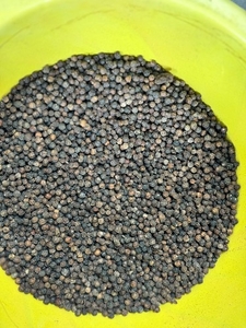 నల్ల మిరియాలు