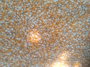 मक्का