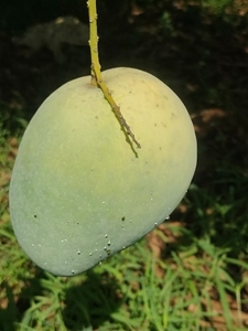 ಮಾವು