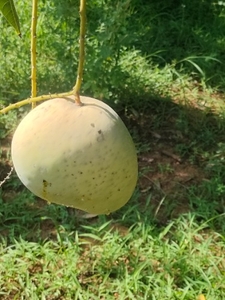 ಫೋಟೋ 4