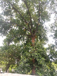 कटहल