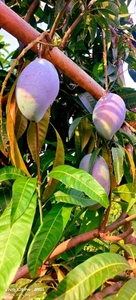 మియాజాకి మామిడి