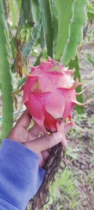 ड्रैगन फल