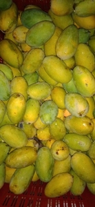 మామిడి