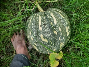 ఫోటో 3