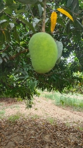 మామిడి