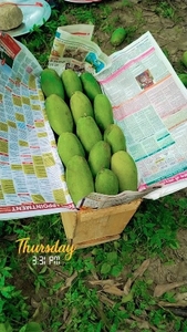 മാമ്പഴം 