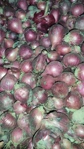 ఉల్లిపాయలు