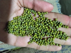 മൂങ്