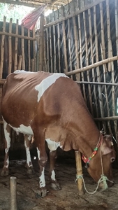 ചാണകം