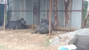 பால்