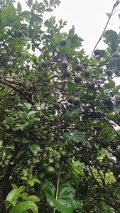 எலுமிச்சை