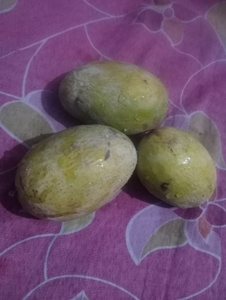 మామిడి