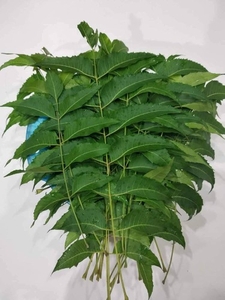 വേപ്പില