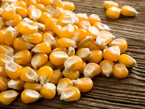 Maize 