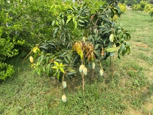 మామిడి
