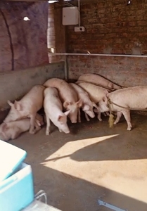 పందులు
