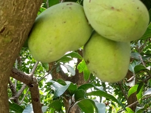 മാമ്പഴം 