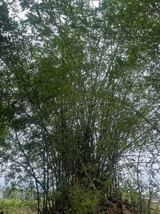 ಬಿದಿರು