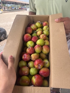 ಪ್ಲಮ್