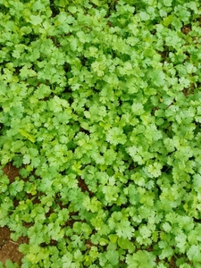 ಕೊತ್ತಂಬರಿ ಸೊಪ್ಪು