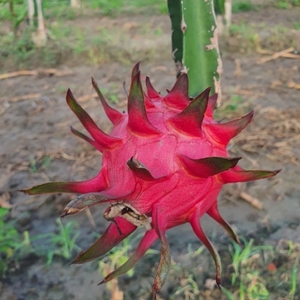 ड्रैगन फल