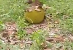 ಹಲಸಿನ ಹಣ್ಣು
