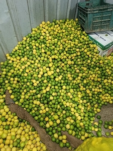 ನಿಂಬೆಹಣ್ಣು