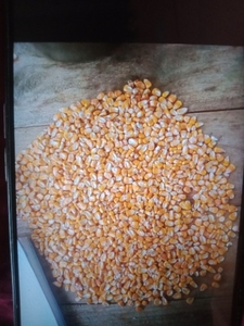 మక్కా