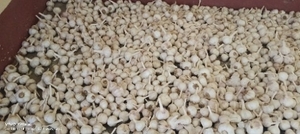വെളുത്തുള്ളി