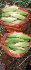 മധുരചോളം 