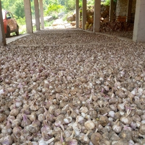 വെളുത്തുള്ളി 