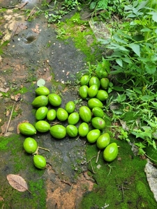 അവോക്കാഡോ 