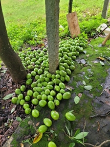 ఫోటో 2