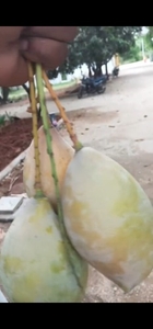 തോതാപുരി മാമ്പഴം