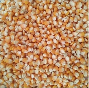 Maize 