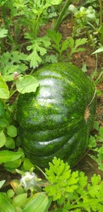 ಕುಂಬಳಕಾಯಿ